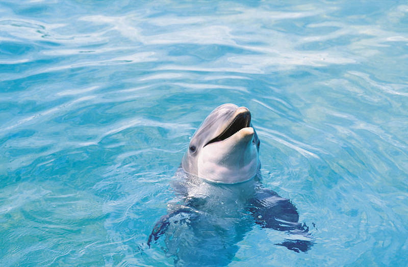 动物界奇葩生育,动物界奇葩组合