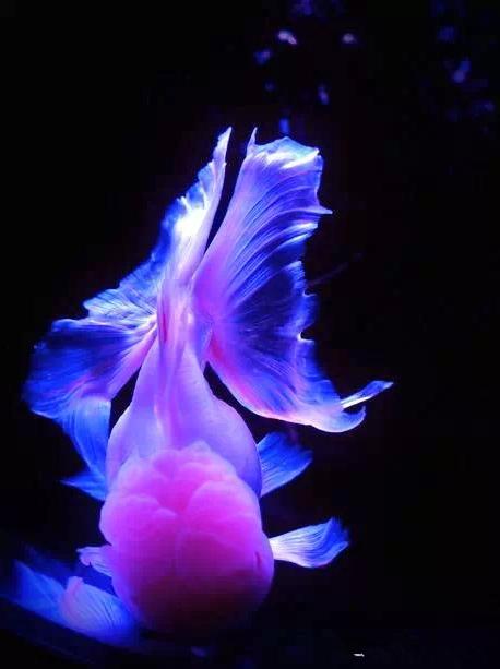 这些五彩斑斓的金鱼养眼又养心,最美的观赏金鱼值得一看