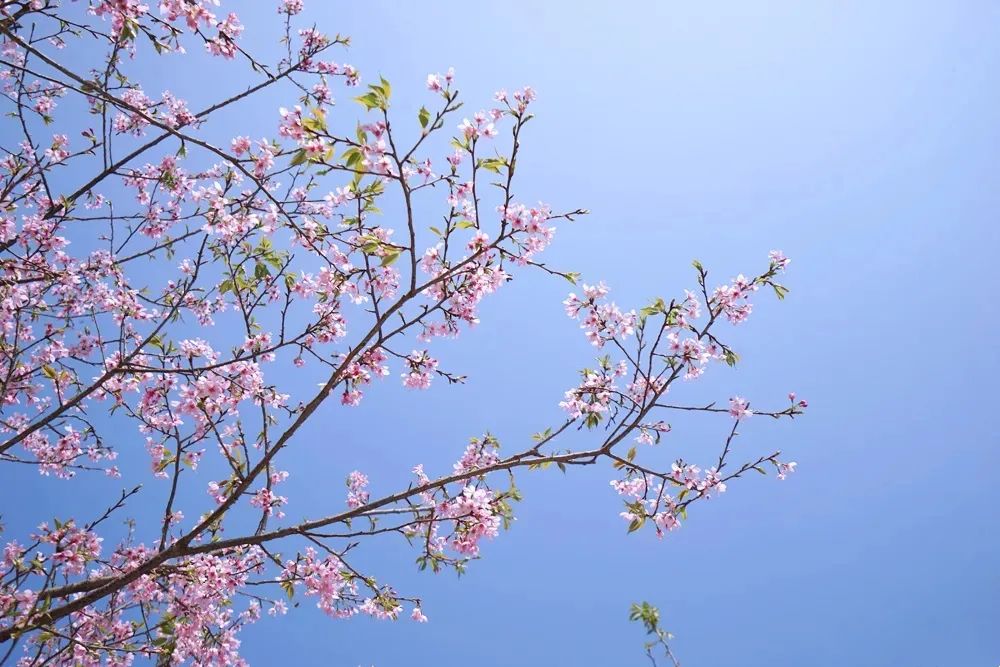 深圳樱花专列,深圳蛇口樱花列车