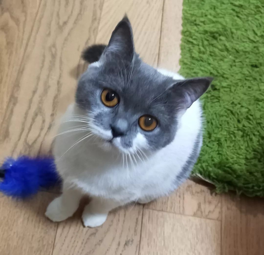 猫癣的猫生小猫怎么办,猫奶癣和猫癣的区别