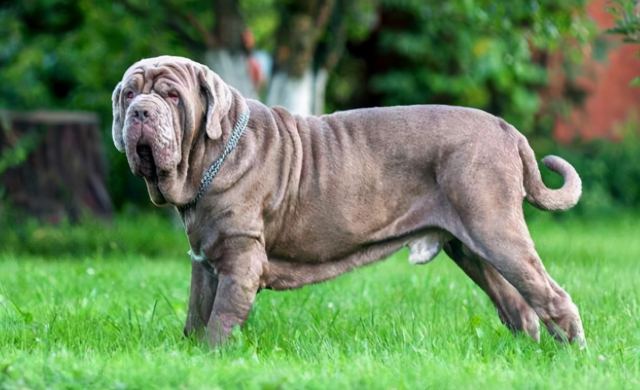 5.1养犬新规哪些狗不让养,多高的狗属于禁养犬