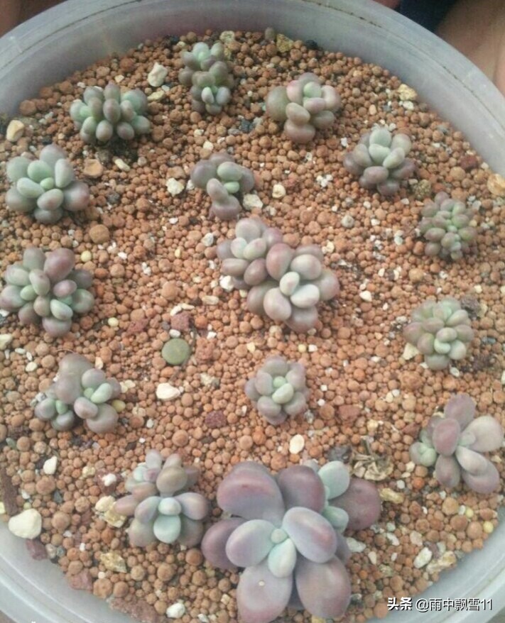 扦插的多肉怎么移栽,多肉的扦插方法和步骤