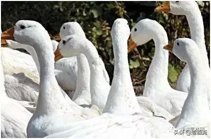 养鸭子要预防哪几种病情,怎么判断鸭病最简单方法