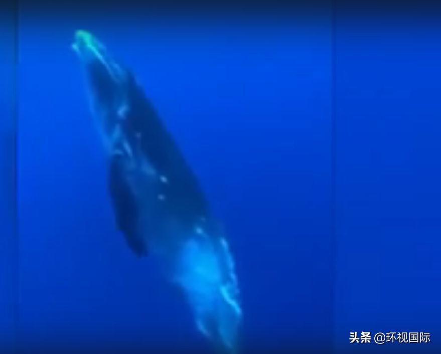 潜水员和虎鲸玩耍,蓝鲸和潜水员