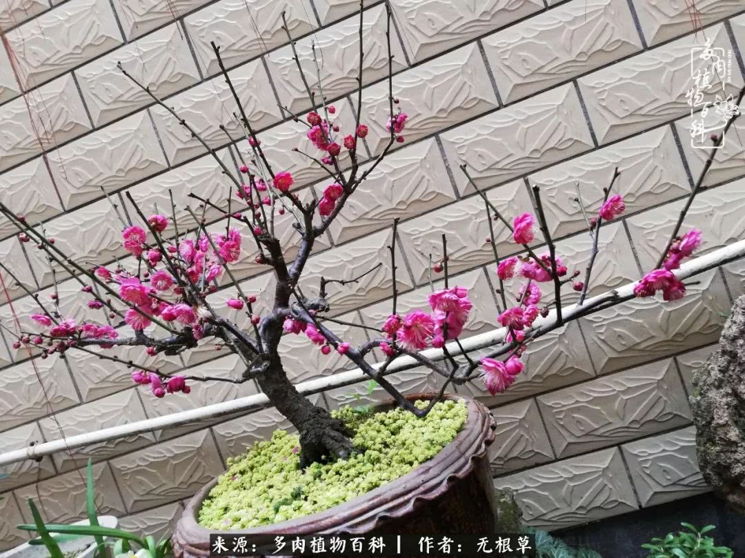 多肉寒冬中茁壮成长,多肉岁月的沉淀