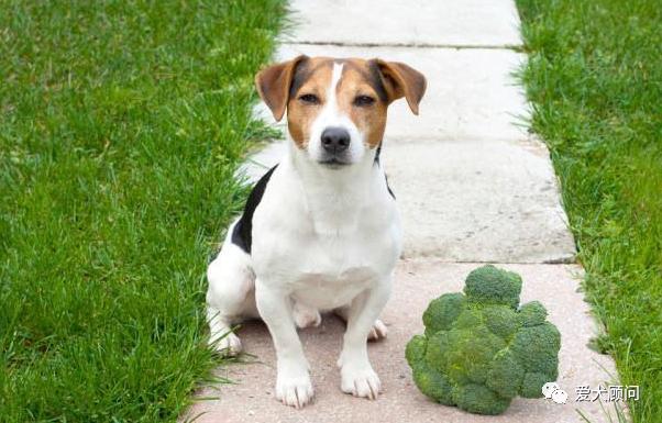 狗狗乱捡地上的东西吃,带狗狗遛弯乱捡东西吃