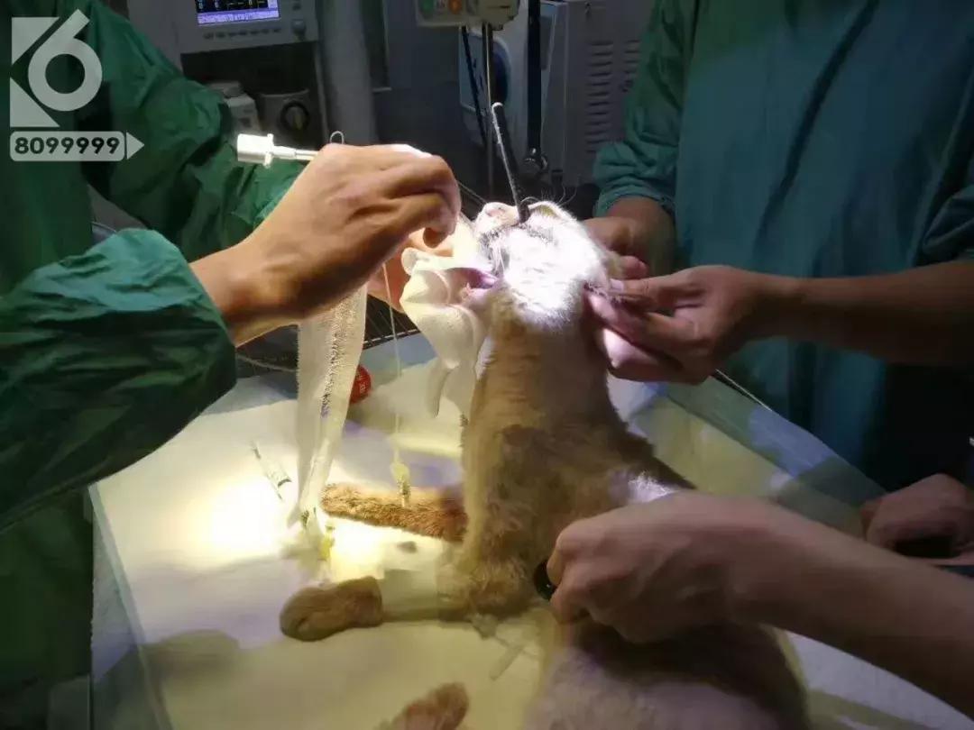 猫咪眼睛被刺了一下,小猫的眼睛被鱼叉刺穿