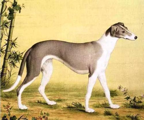 中华神犬和哮天犬的区别,当年的中华神犬为什么不养哮天犬