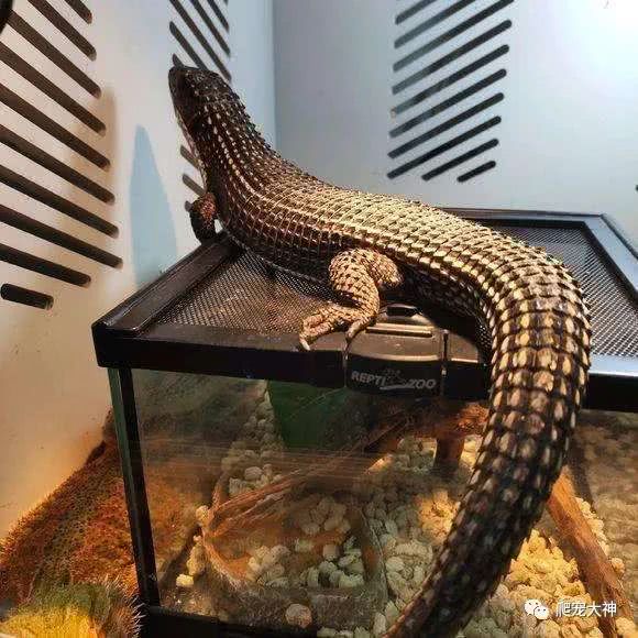 另类宠物饲养爬行动物,爬行宠物蜥蜴怎么养