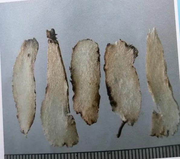 收敛止血的中成药有哪些,止血收敛的药有哪些