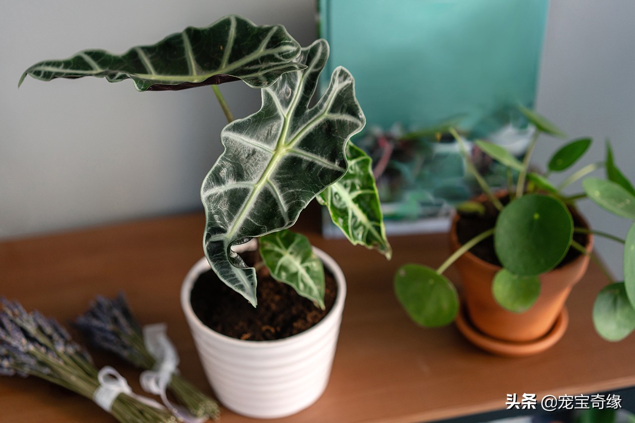 室内养的植物有毒品种大全,哪些室内植物对人体健康有影响