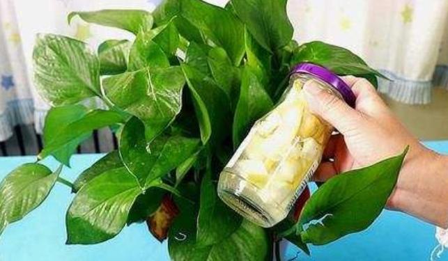 橘子皮泡水可以当肥料养花,橘子皮可以作为种花肥料吗