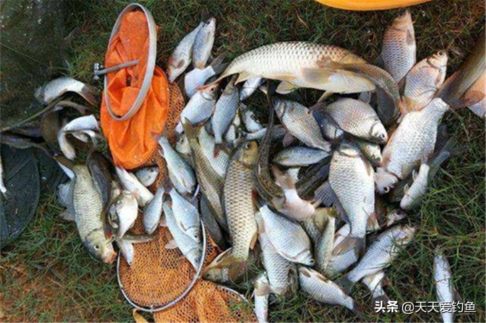 拉饵逗钓还是搓饵,拉饵钓翘嘴逗钓