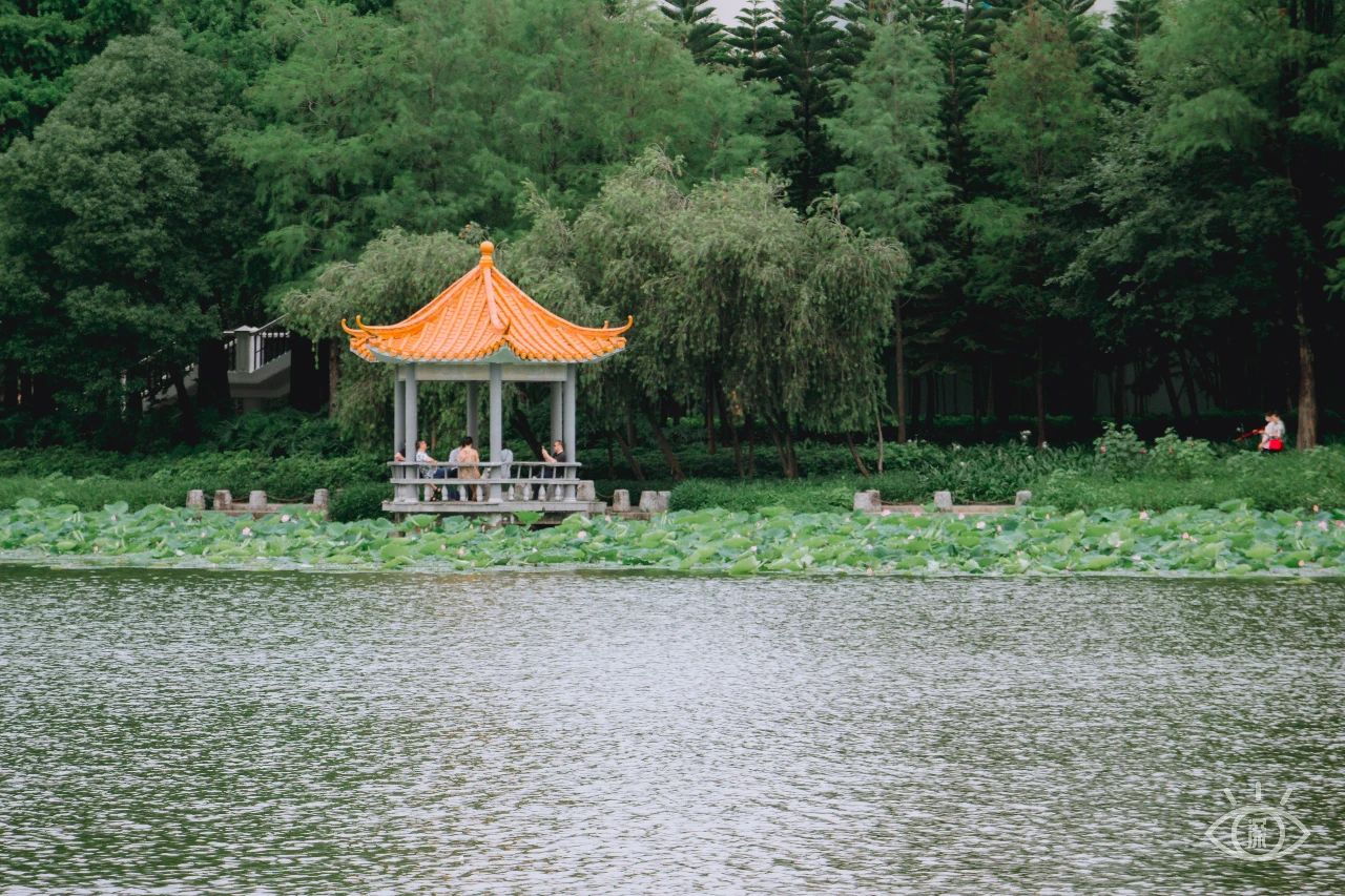 深圳洪湖公园7月18号还有荷花吗,深圳洪湖公园现在有荷花开吗