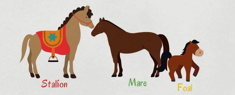 关于动物的英语单词100个带图片,英语常用词汇整理