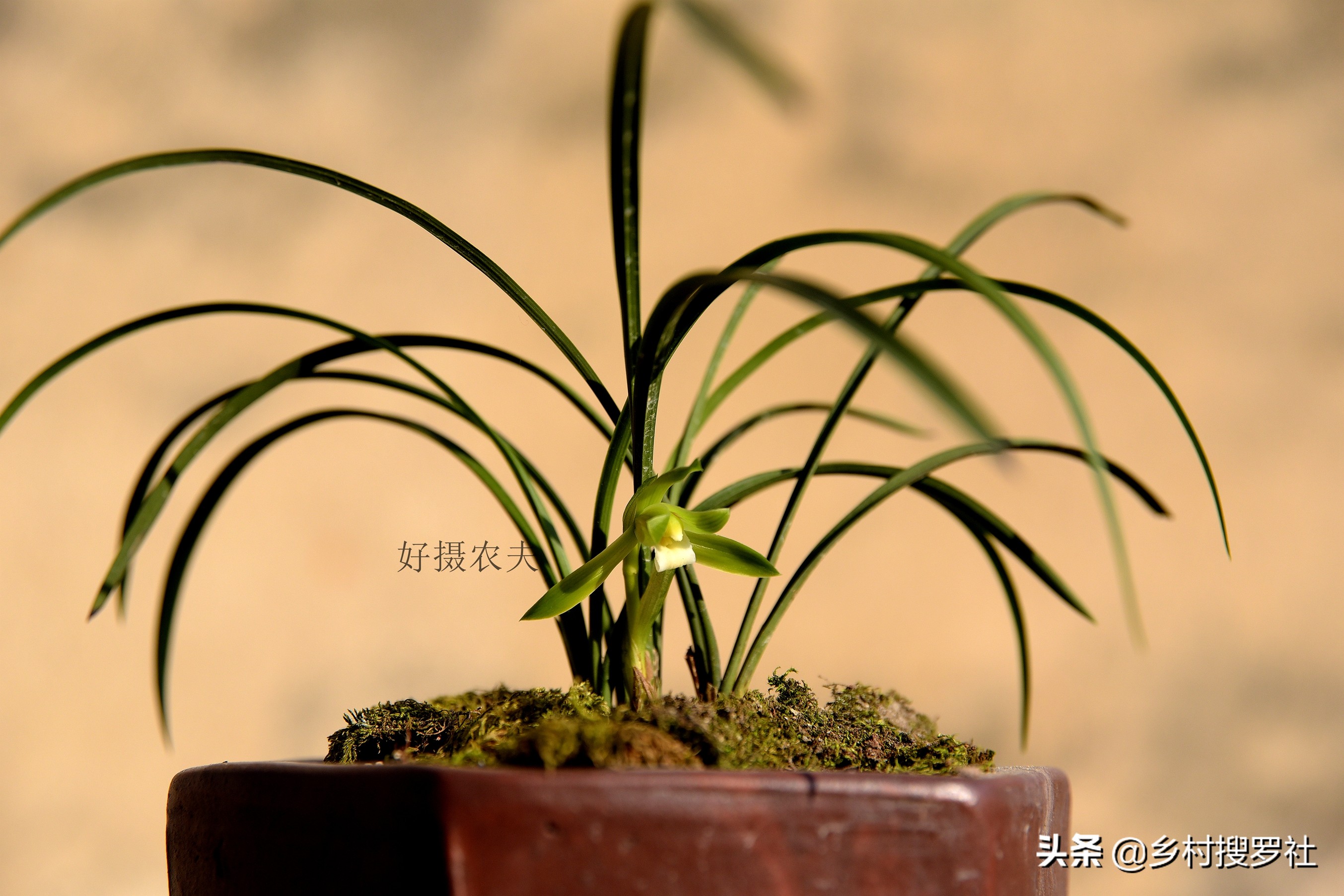 根系不好的兰花新上盆多久服盆,十月初上盆的兰花一周能服盆吗