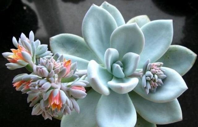 多肉植物开花了要不要剪掉,多肉植物山地玫瑰开花了怎么养殖