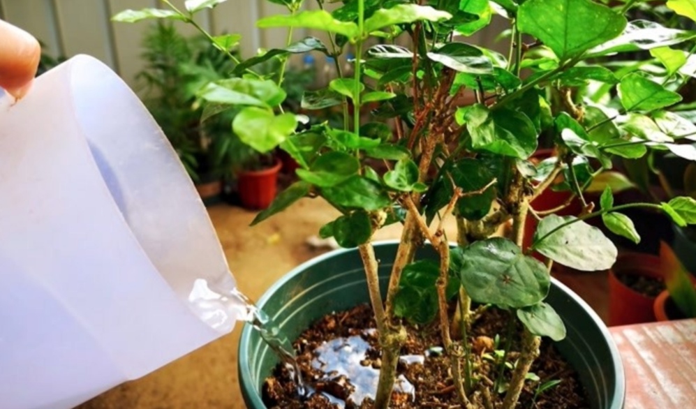 养花时怎么做营养液,家中养花自配营养液