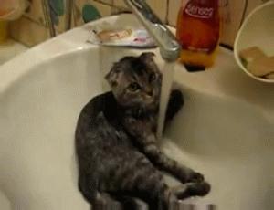 猫咪为什么特别能记仇,猫咪为什么经常偷袭猫主人