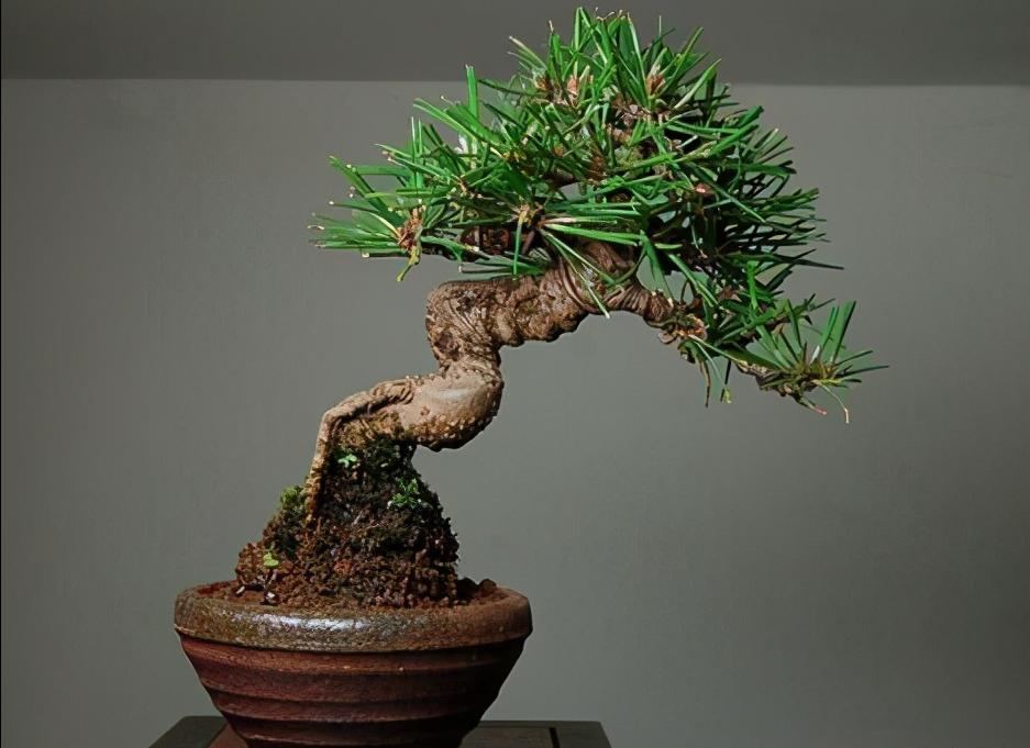 黑松怎么养护才能长得快 (黑松养护有什么方法)