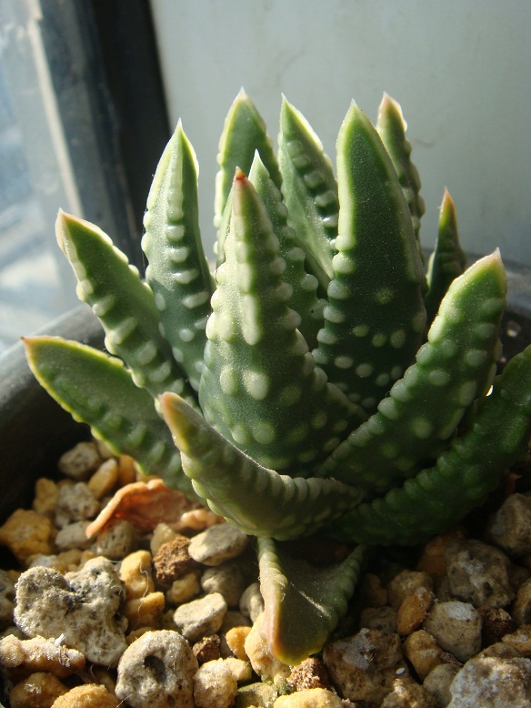 多肉条纹十二卷的养护方法,条纹十二卷多肉如何快速爆盆