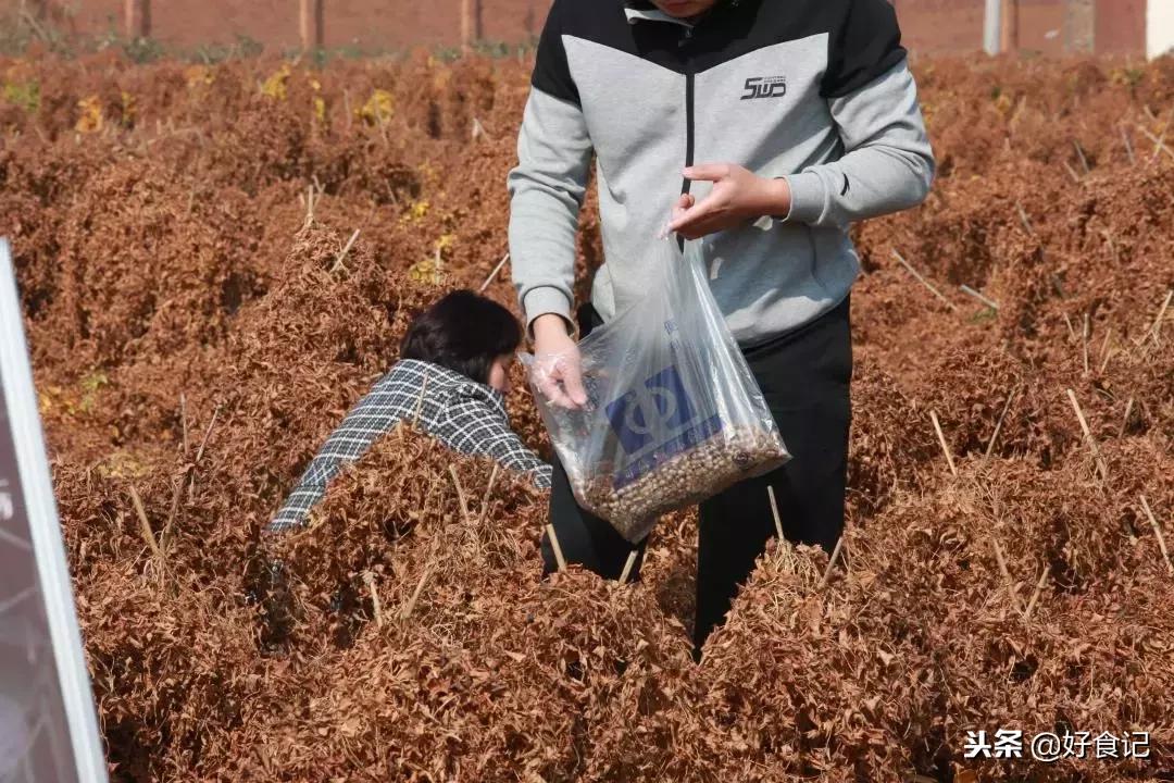 铁棍山药与普通山药哪种好吃,铁棍山药和小白嘴山药味道的区别