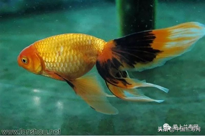 十大最稀有的金鱼品种,比较大的金鱼品种有哪些