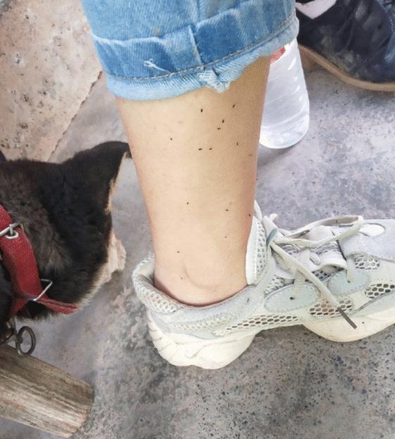 金毛幼犬身上长了小肉球,金毛长了一个外挂的肉疙瘩