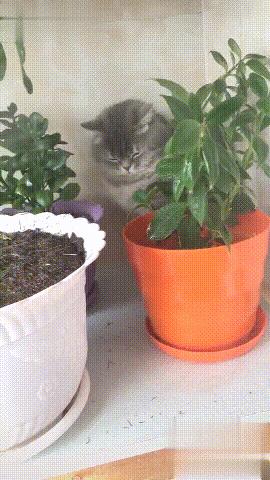 猫咪对付懒猫最好的方法,猫咪犯错告诫自己不生气