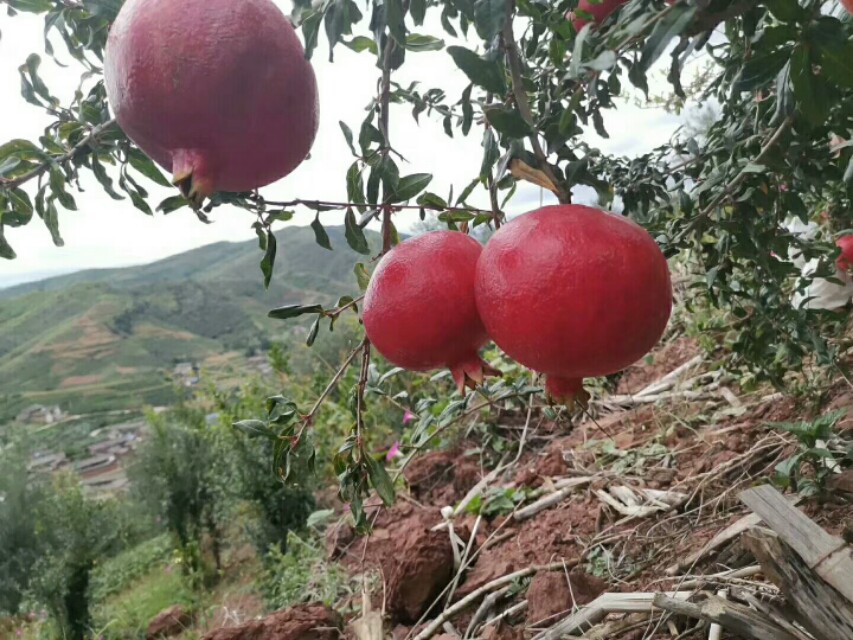 突尼斯软籽石榴哪个品种最好,突尼斯石榴与大红袍石榴区别