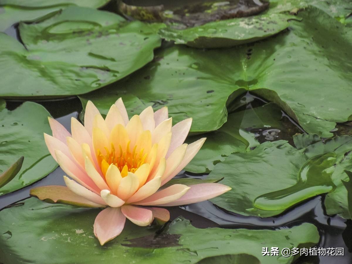 睡莲光长叶不开花怎么回事,睡莲为什么光长叶子不开花视频