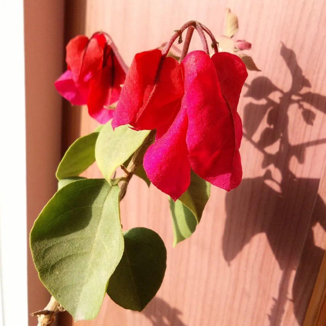 22种花耐旱耐热,天冷种花要注意什么