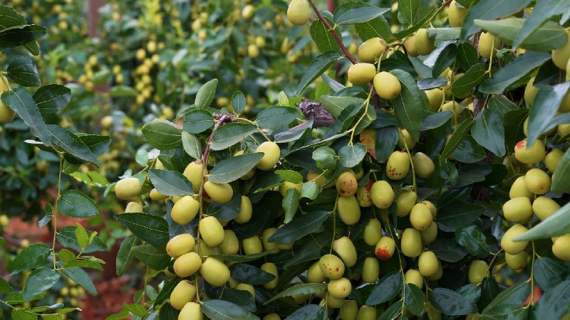 9月份云南有什么好吃水果,云南瓜果飘香有你最爱的吗