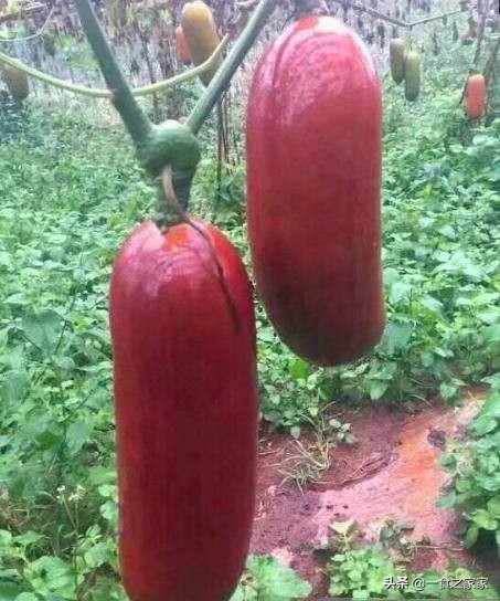 顶级水果排名前十名,顶级水果