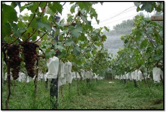 高温天气对葡萄出芽有什么影响,高温天气葡萄果粒发蔫正常吗