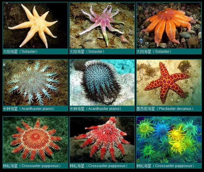 翻砂海星断脚什么原因,翻砂海星烂脚怎么办