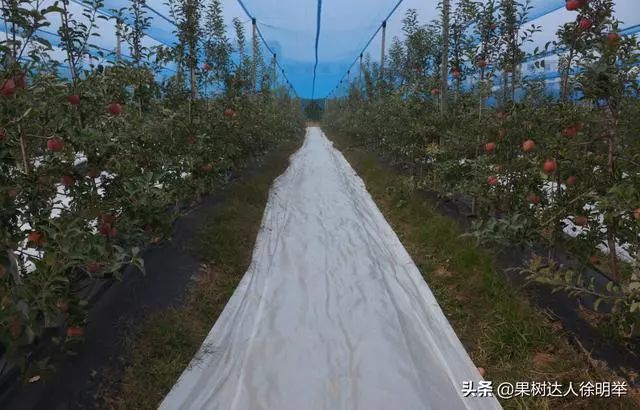 新形势下苹果栽培技术,苹果矮砧集约高效栽培技术图解