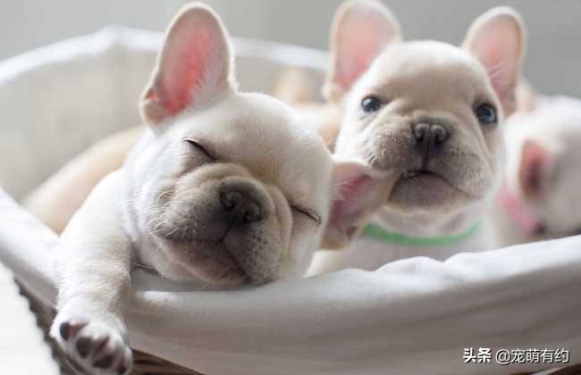 法国斗牛犬幼犬喂食,法国斗牛犬饲养需要注意哪些