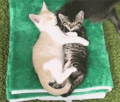 萌出血的猫,萌出血的小奶猫