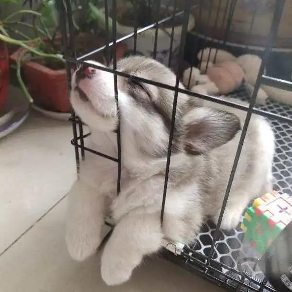 模仿狗狗睡姿,分享下你家狗子的睡姿