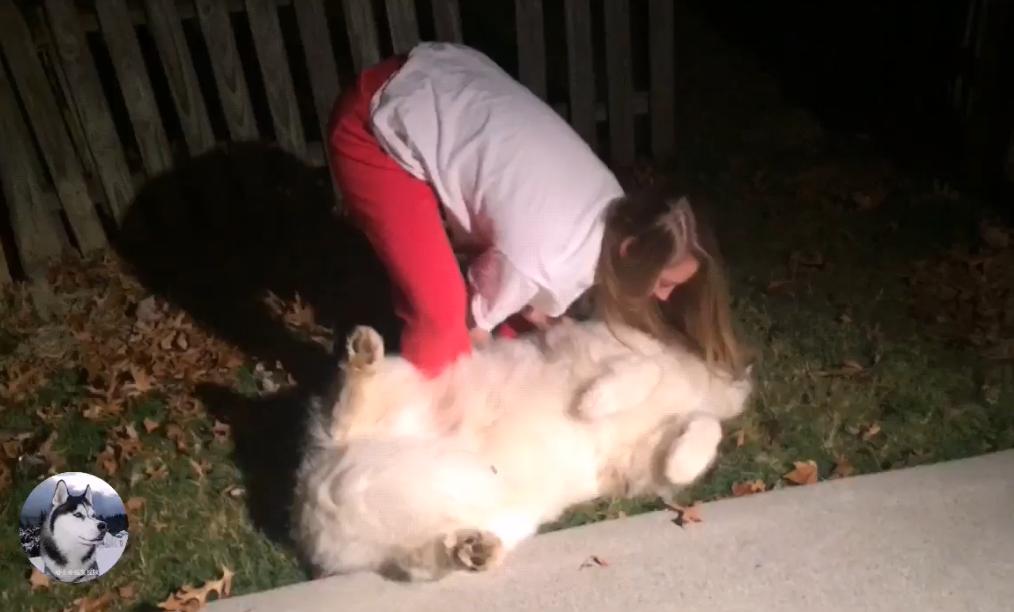 大白狗在公园交了“女友”，拒绝跟主人回家：感觉失恋了