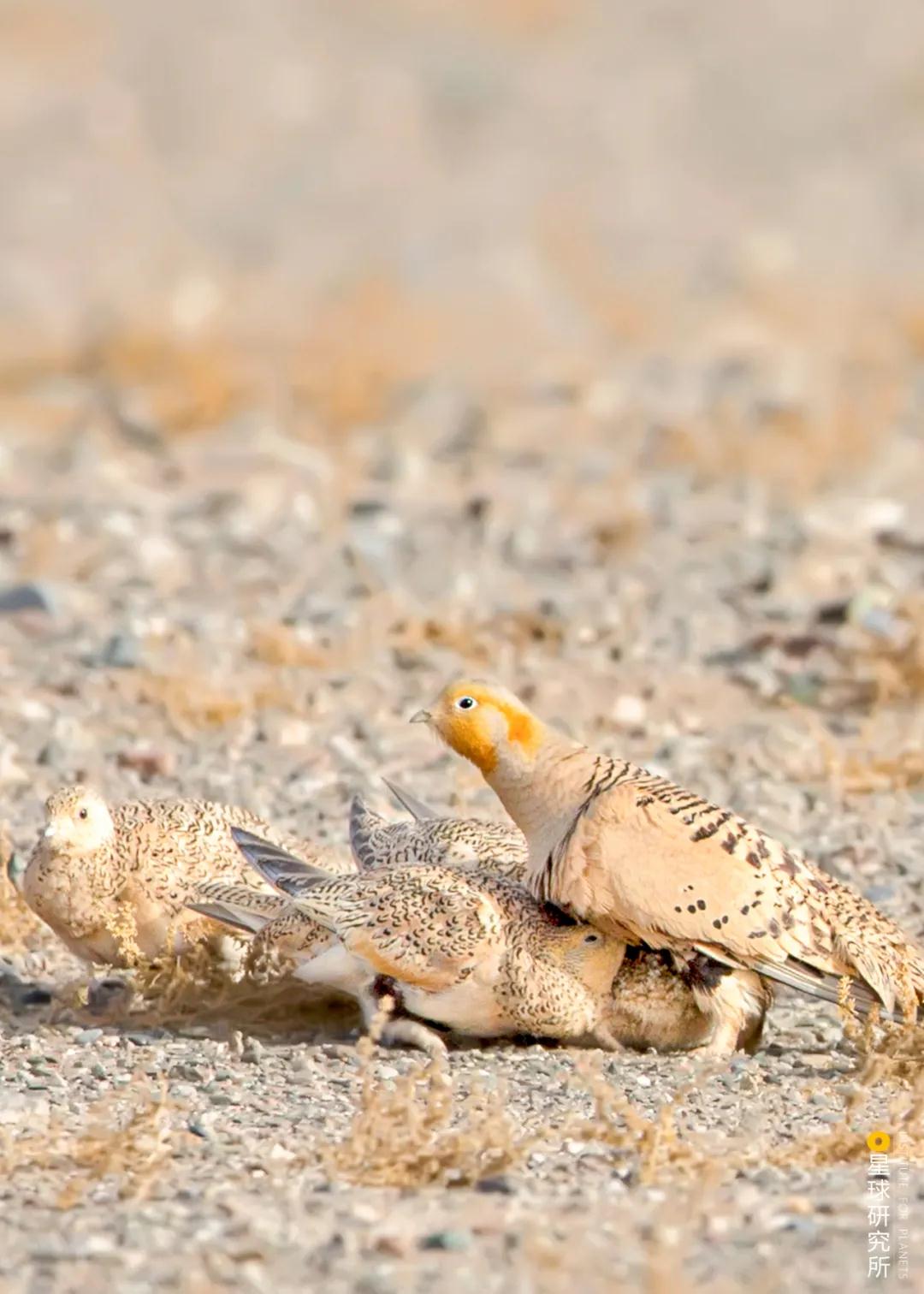 林草领域知识图谱,林草科普专业术语