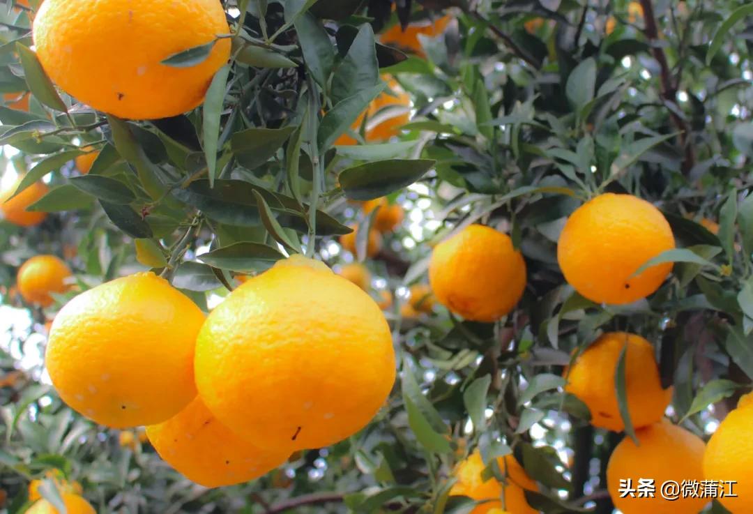 邂逅初冬的西湖,邂逅初冬的美妙韵味