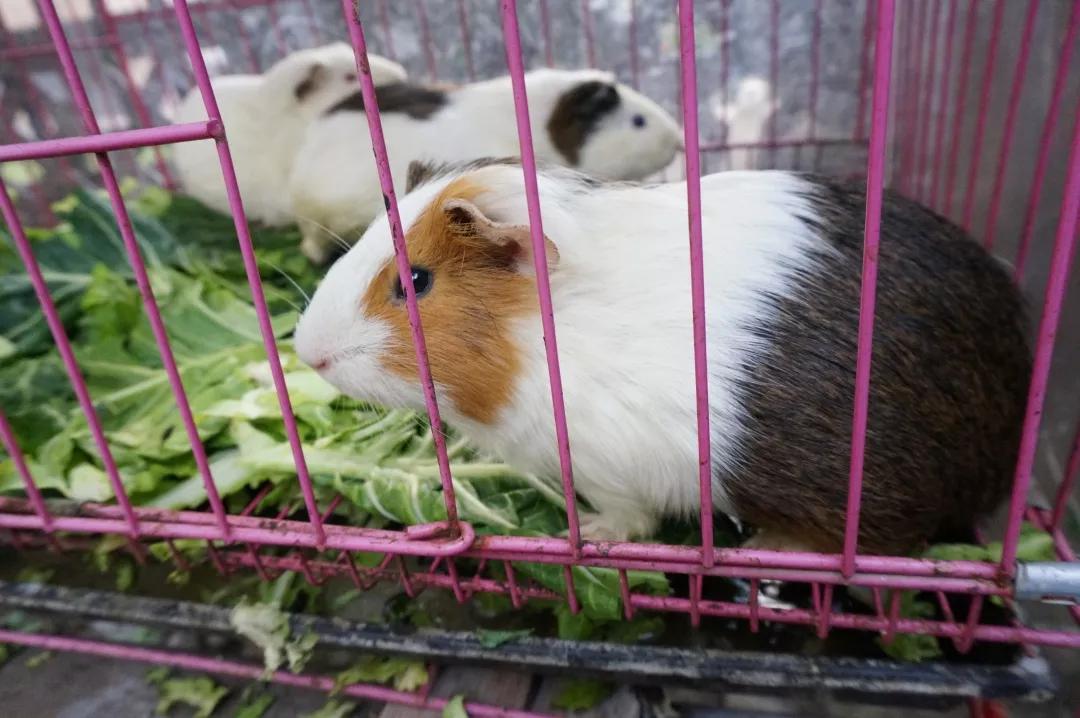 小小足球运动员=未来男神~|走进成都市第十二幼儿园蓝光分园