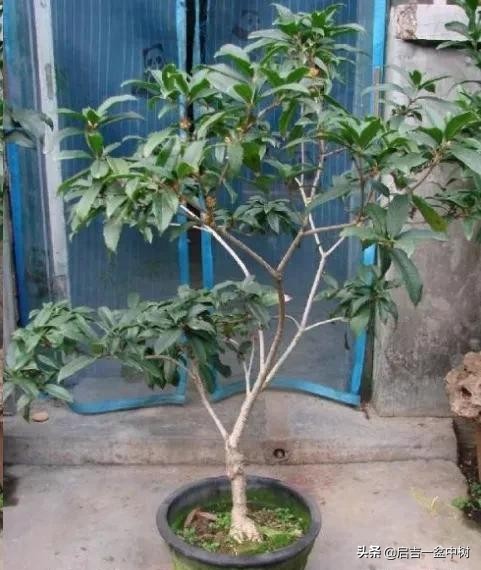 桂花换盆后叶子干枯怎么急救,桂花叶子都掉光了枝干枯怎么办