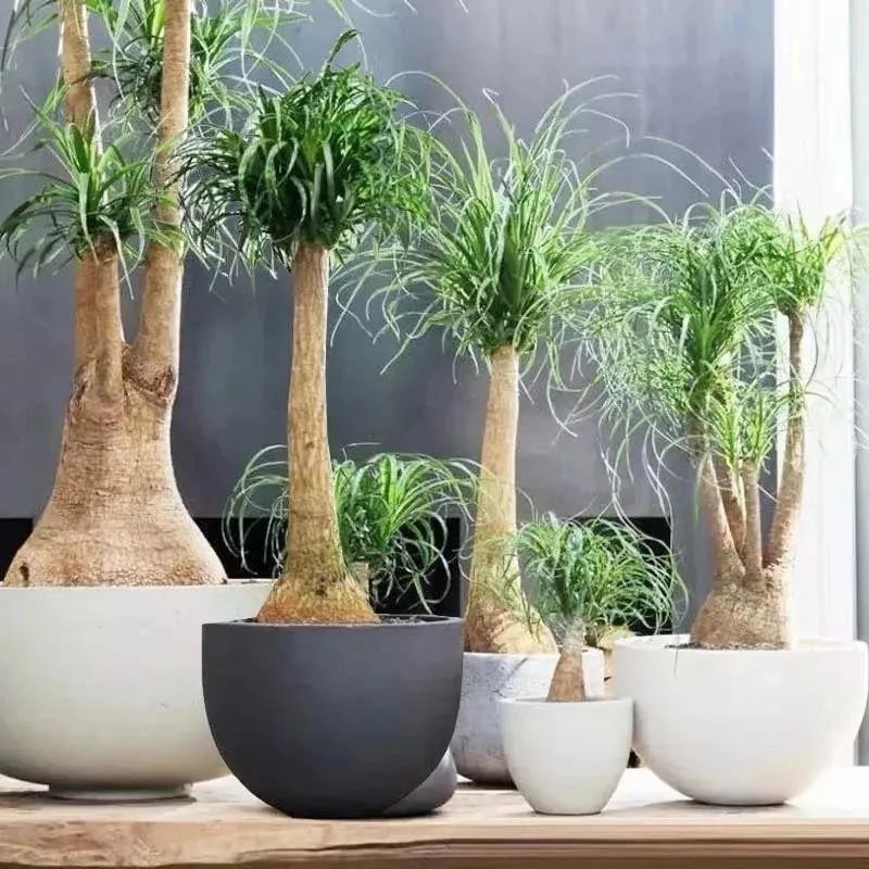 家里适合养花镇宅,懒人养花养什么树好养呢