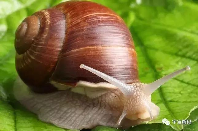「自然传奇」惊掉下巴！你知道蜗牛有多少颗牙齿吗？