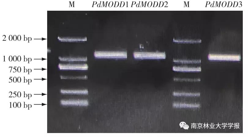 论文推荐||欧美杨PdMODD基因克隆与表达特性分析
