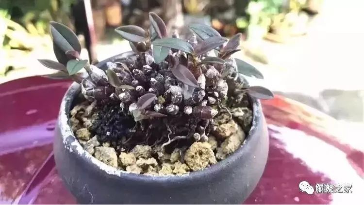 石斛兰用煤渣好吗,怎样用锯末养石斛兰