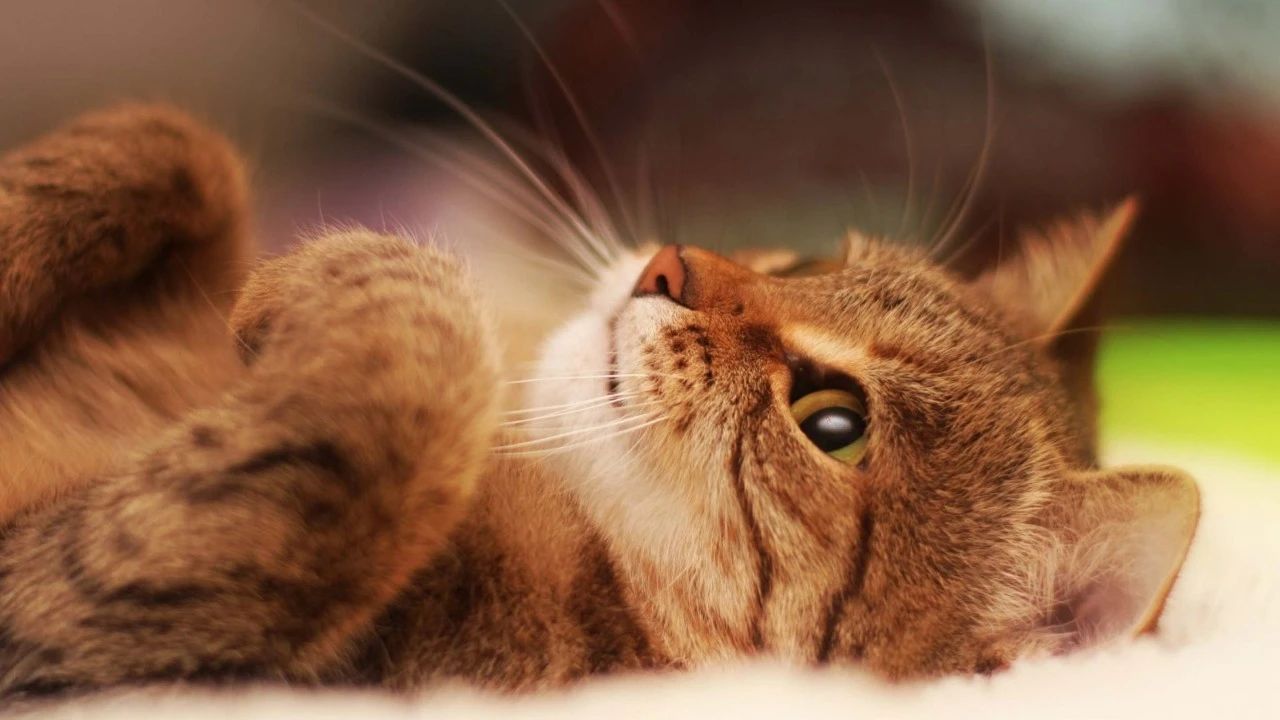 猫厌食是什么原因引起的,猫厌食怎么解决